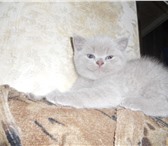 Замечательные британские котята 2306352 Британская короткошерстная фото в Санкт-Петербурге