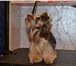 Изображение в Домашние животные Стрижка собак Приглашаю на стрижку в "домашний салон", в Твери 600