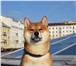 Фото в Домашние животные Вязка собак Предлагается для вязок кобель YUKASI OKUMA в Москве 15 000