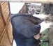 Foto в Домашние животные Другие животные Продаю племенного быка породы Черно-пестрая, в Барнауле 70 000