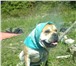 Фото в Домашние животные Вязка собак Предлагается на вязку молодой кобель породы в Перми 30 000