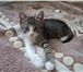 Foto в  Отдам даром-приму в дар Этих котят я нашла две недели назад.они сидели в Волгограде 0