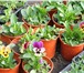 Фотография в Домашние животные Растения Отличная рассада цветов и овощей для балконов, в Набережных Челнах 8