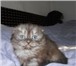 Котята Шотландской-вислоухой 1857369 Скоттиш фолд фото в Чите