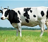 Фотография в Домашние животные Другие животные продам корову 5 отелов. окрас черно белый. в Прокопьевске 35 000