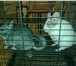 Фото в Домашние животные Грызуны Продаются три очаровательные шиншиллы. Самец в Нижнекамске 16 000