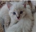 Фотография в Домашние животные Отдам даром Кошечка - 21 марта 2016 г. рождения, умная, в Тюмени 0