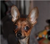 Фотография в Домашние животные Вязка собак Кабель.3 года.Вес 2.600.Ищет девочку в Курске 0