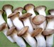Фото в Домашние животные Растения Вешенка P-80 – красивейший грибной сорт, в Хабаровске 1 760