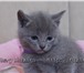 Питомник предлагает шикарных котят породы русская голубая 887595 Русская голубая фото в Самаре