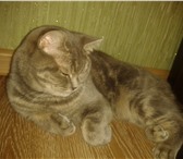Foto в Домашние животные Вязка Британская кошка, окрас голубо-тигровый ищет в Сальск 0