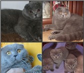 Изображение в Домашние животные Вязка Коты крупные голубые и лиловый - клубные в Москве 3 000