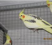 Фотография в Домашние животные Птички Продам оптом попугаев: корелла, какарики, в Краснодаре 0