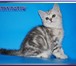 Шотландский котенок- девочка мраморного окраса 3946673 Скоттиш страйт фото в Москве