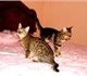 Бенгальские клубные котята с родословной