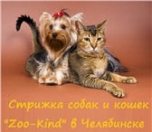 Фотография в Домашние животные Стрижка собак Мастера &quot;Zoo-Kind&quot; осуществляют в Челябинске 600
