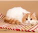 Продаю шотландских котят вислойхих и прямоухих короткошерстных и полудлинношерстных, 146621  фото в Чебоксарах