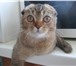 Шотландские котята 4263557 Скоттиш фолд фото в Екатеринбурге