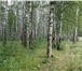 Фото в Недвижимость Земельные участки Девственный лес и живописное озеро органично в Чехов 4 980 000