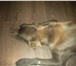 Фото в Домашние животные Найденные В декабре 2013 найдена собака,породы лабрадор в Чите 0