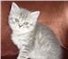 Продаю котят шотландской вислоухой Котята с прекрасными породными данными, идеальный окрас, Приу 69193  фото в Нижнем Новгороде