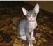Фотография в Домашние животные Другие животные Продаются котята-загадочные Египтянки-инопланетянки. в Санкт-Петербурге 8 000