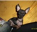 Фото в Домашние животные Вязка собак Очень красивый кобель Русского Тоя ищет себе в Хабаровске 100
