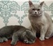 Foto в Домашние животные Вязка Лиловый прямоухий кот скоттиш - страйт ждёт в Белгороде 1 000