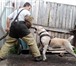 Foto в Домашние животные Услуги для животных Обучение собак по прикладному направлению, в Новокузнецке 300