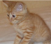 В дар мальчик и девочка, день рождение 20 августа, с солнечным окрасом в поисках любящего хозяина 69313  фото в Москве