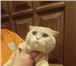 Фото в Домашние животные Вязка Очень красивый котик. Крупный по размеру. в Екатеринбурге 1 300