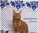 Котенок мейн-кун красный солид,   Шоу класс 2482144 Мейн-кун фото в Перми
