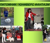 Белоснежные щенки японского шпица Щенки японского шпица, Питомник Юниверс Фантазм г, Волгоград, 68590  фото в Волгограде