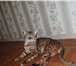 Изображение в Домашние животные Вязка Бенгальский котик приглашает привитых кошечек в Москве 7 000