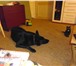 Foto в Домашние животные Вязка собак Нам 6 лет,прадед по отцу Люцифер Де Лютвинс в Санкт-Петербурге 1 886
