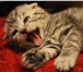 Изображение в Домашние животные Другие животные Вислоухие чистокровные шотландские котята в Старом Осколе 5 500