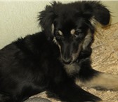 Фотография в Домашние животные Отдам даром Отдам щенка (девочка), около 4 месяцев. Чистокровный в Владивостоке 0