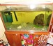 Изображение в Домашние животные Товары для животных Продам аквариум 300+ литров, все необходимые в Красноярске 17 000