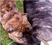 Изображение в Домашние животные Вязка собак Великолепный кабель Американского ПитБуль в Красноярске 0
