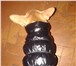 Фотография в Домашние животные Одежда для собак Продам утепленные жилетки для собак/кошек, в Ярославле 500