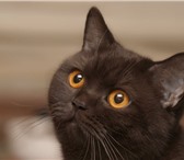 Куплю британскую чистокровную кошку 156862  фото в Липецке