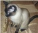 Изображение в Домашние животные Услуги для животных Сиамская кошка имя "Мая" возраст 2, 5 года в Дмитрове 1 000