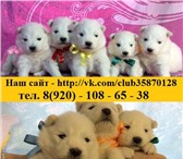 Щенки самоедской лайки 2403685 Самоедская лайка фото в Казани