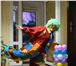 Фотография в Развлечения и досуг Организация праздников Клоунесса!   Ведущая!     Веселая,   юморная! в Белгороде 600