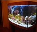 Фотография в Домашние животные Рыбки продам московских гуппи.в розницу 40рублей, в Оренбурге 0