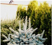 Фотография в Строительство и ремонт Ландшафтный дизайн Туи оптом высотой 2-3 метра, голубые ели, в Нальчике 0