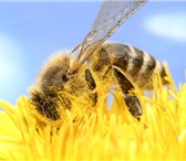 Изображение в Прочее,  разное Разное Продаю сортовых пчел (семья без улья + 14 в Казани 4 000