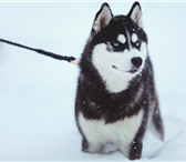 Фото в Домашние животные Вязка собак Предлагается для вязки кобель породы Сибирский в Нижнем Новгороде 25 000
