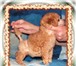 Продается щенок абрикосового пуделя той, и щенок китайской хохлатой собачки голый, все недорого, 64657  фото в Новокузнецке