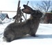 Foto в Домашние животные Грызуны Продаются кролики от 2-х месяцев порода Фландер в Уфе 500